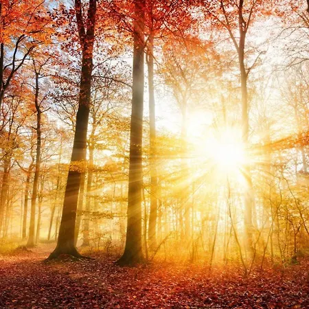 Veluwe Retreats - With Huge Gardens And Private Saunas On Park With Swimming Pool, Cafeteria And Facilities アパート *